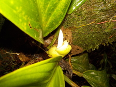 Philodendron wittianum