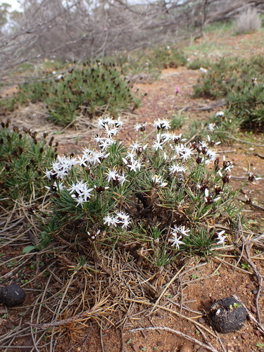Borya constricta (Borya constricta)
