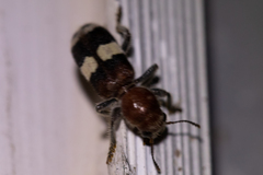 Enoclerus quadrisignatus