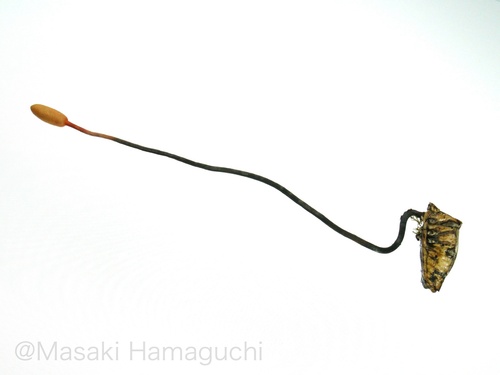 Ophiocordyceps nutans