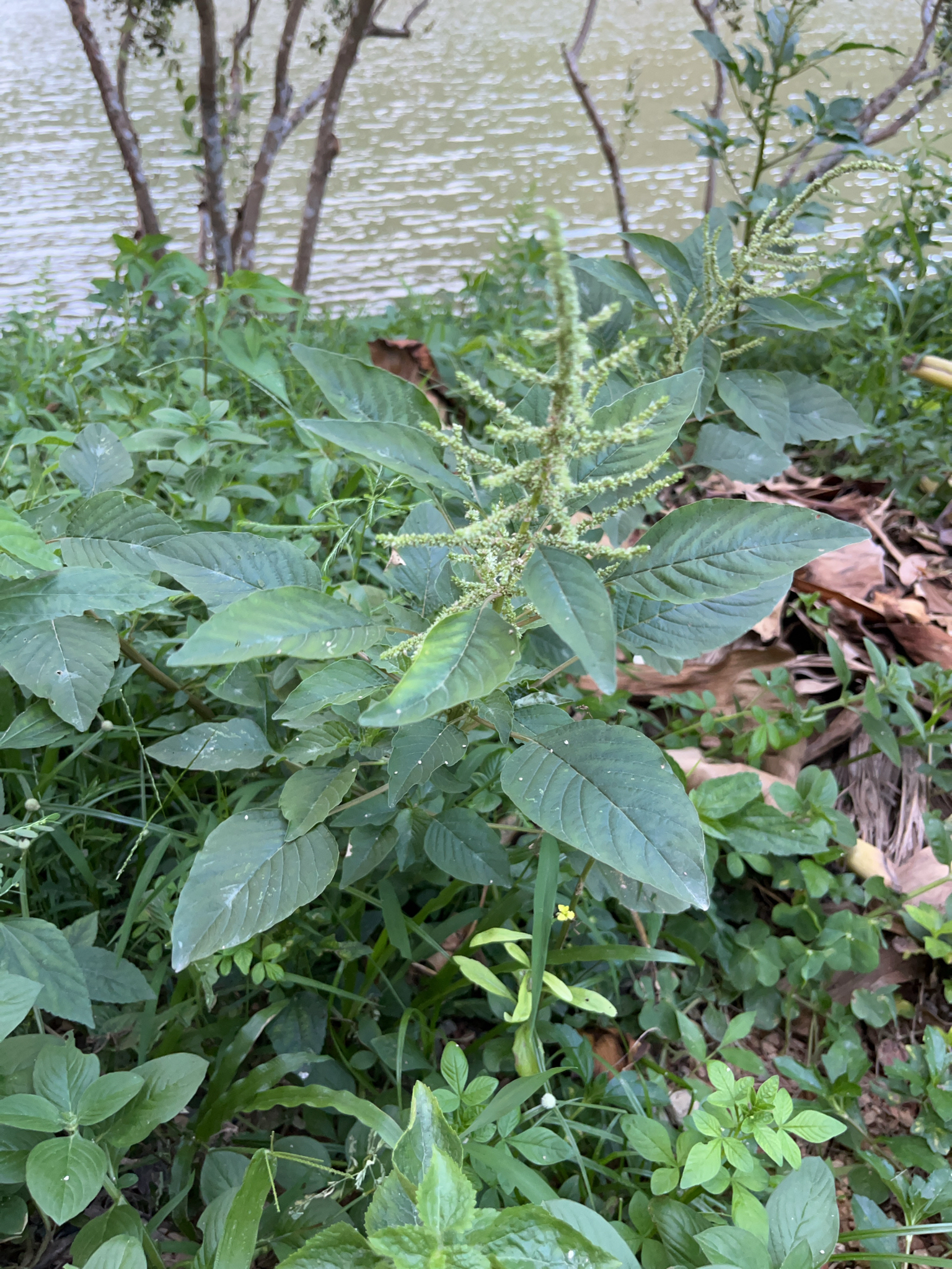 Amaranthus viridis — ảnh 2