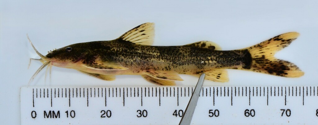 Marbled mountain catfish (Amphilius jacksonii) — Amphiliidae