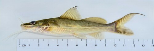 Catfish (Bagrus docmak) — Bagridae — 5