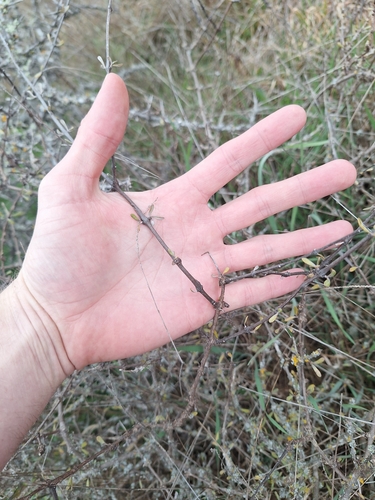 Canterbury Plains tree daisy (Olearia adenocarpa)