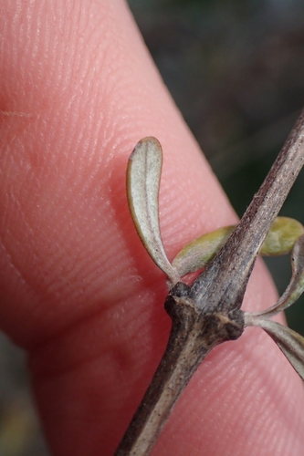Image of Olearia adenocarpa by (c) Oscar Dove, some rights reserved (CC BY)