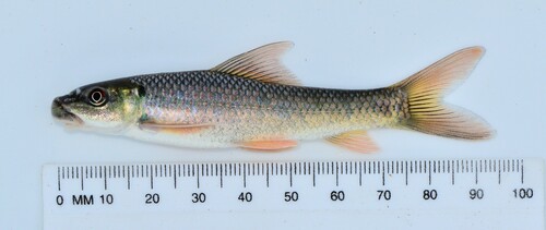 Ningu (Labeo victorianus) — Cyprinidae — 3