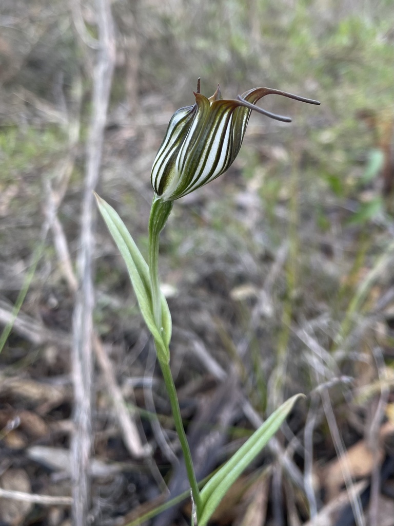 Pterostylis recurva