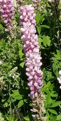 Lupinus polyphyllus