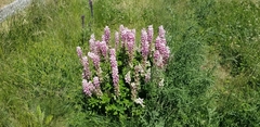 Lupinus polyphyllus