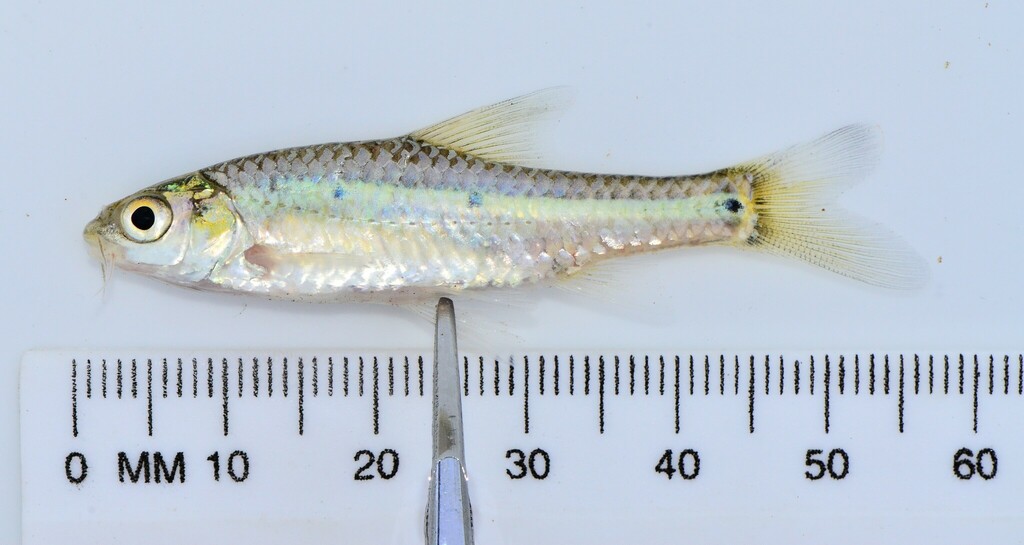 Midspot barb (Enteromius stigmatopygus) — Cyprinidae