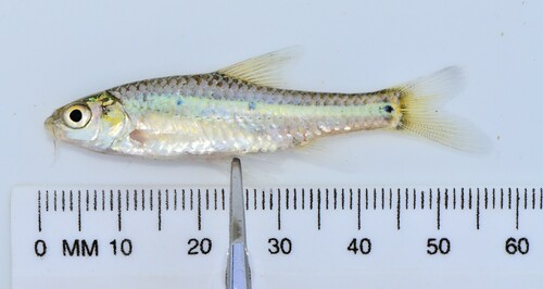 Midspot barb (Enteromius stigmatopygus) — Cyprinidae