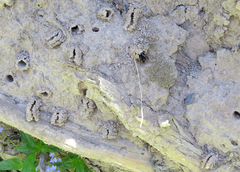 Anthophora bomboides