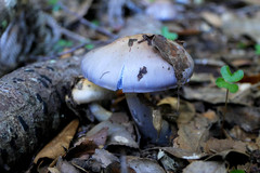 Cortinarius taylorianus