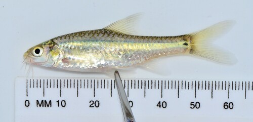 Midspot barb (Enteromius stigmatopygus) — Cyprinidae — 3