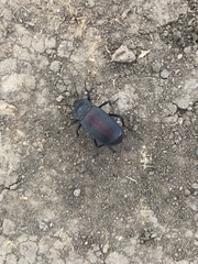 Eleodes suturalis