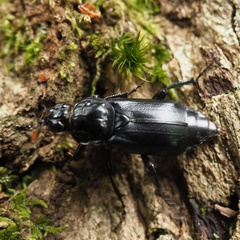 Nicrophorus humator