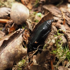 Nicrophorus humator