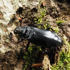 Nicrophorus humator