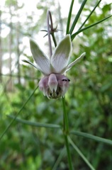Asclepias cinerea