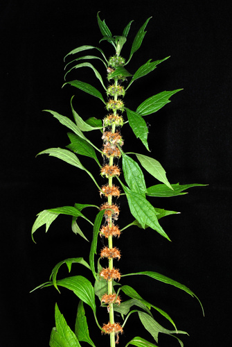 Leonurus cardiaca