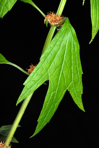 Leonurus cardiaca