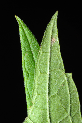 Leonurus cardiaca