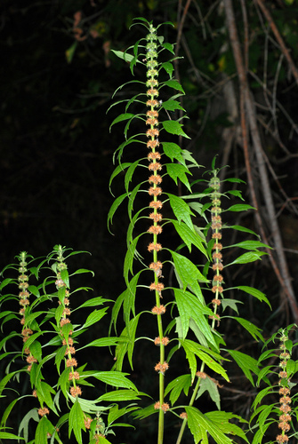 Leonurus cardiaca