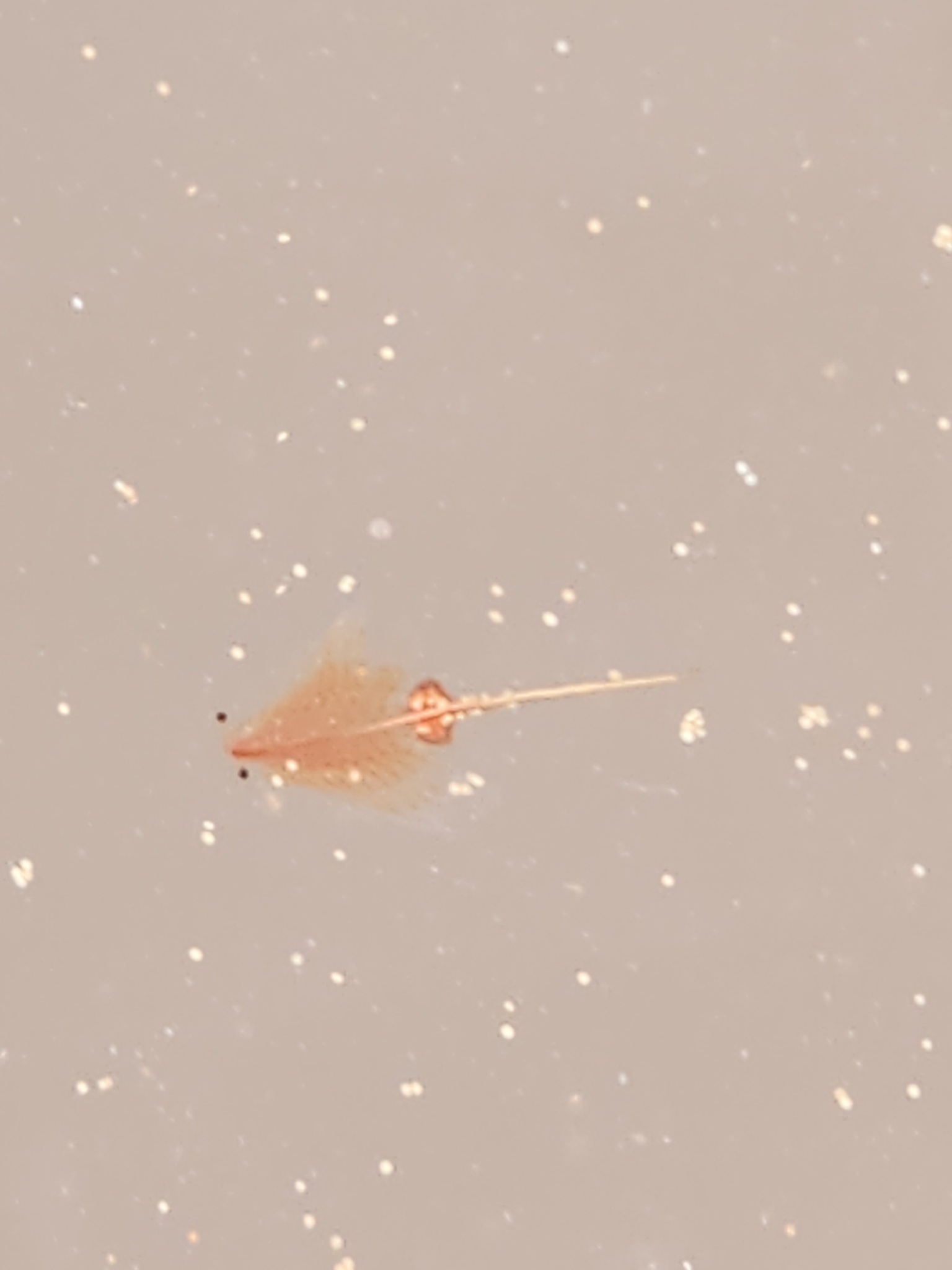 Artemia salina (Linnaeus, 1758)