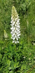 Lupinus polyphyllus