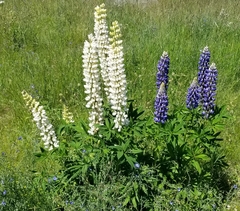 Lupinus polyphyllus