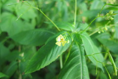 Impatiens parviflora