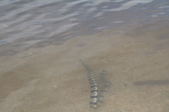 Myrichthys colubrinus