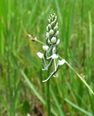Platanthera nivea