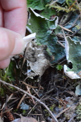 Peltigera chionophila