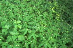 Impatiens parviflora