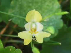 Impatiens parviflora