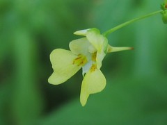 Impatiens parviflora