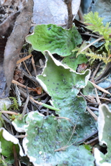 Peltigera chionophila