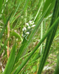 Platanthera nivea