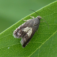 Grapholita tristrigana