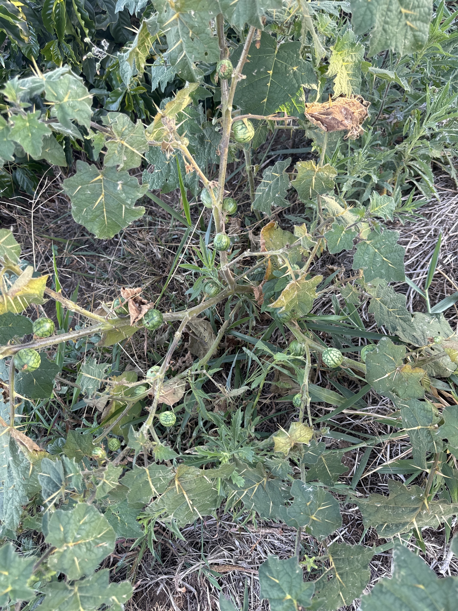 Solanum viarum
