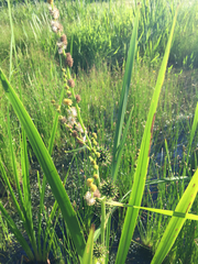 Sparganium eurycarpum