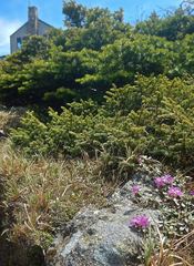 Rhododendron lapponicum lapponicum