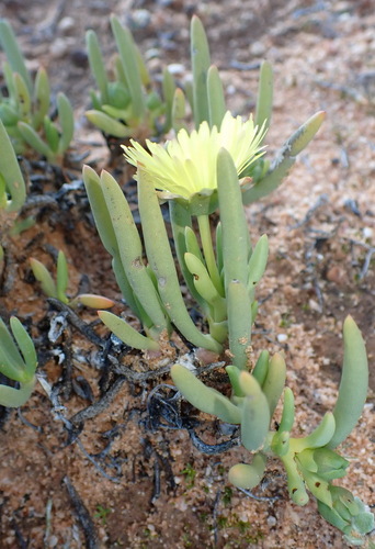 Image of Thong Starfig (Cephalophyllum loreum) by (c) Nicola van Berkel, some rights reserved (CC BY-SA)