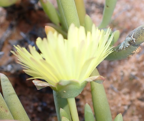 Image of Thong Starfig (Cephalophyllum loreum) by (c) Nicola van Berkel, some rights reserved (CC BY-SA)