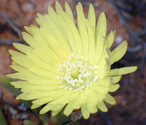 Cephalophyllum loreum (L.) Schwantes