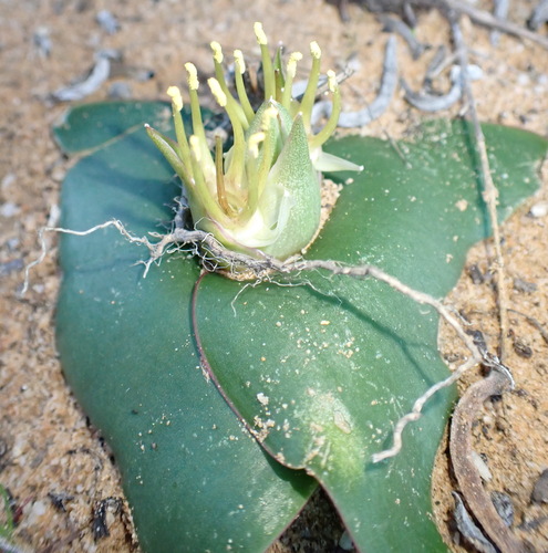 Image of Massonia depressa by (c) Nicola van Berkel, some rights reserved (CC BY-SA)