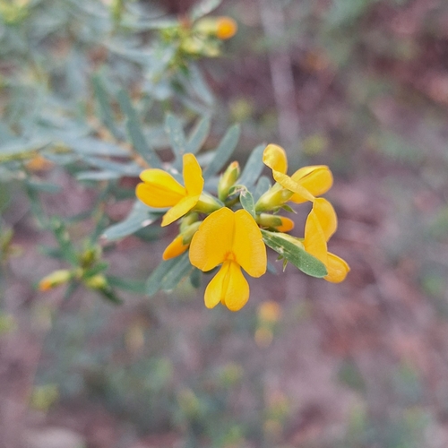 Image of Pultenaea flexilis by (c) Greg Tasney, some rights reserved (CC BY-SA)