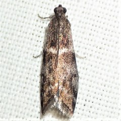 Acrobasis vaccinii