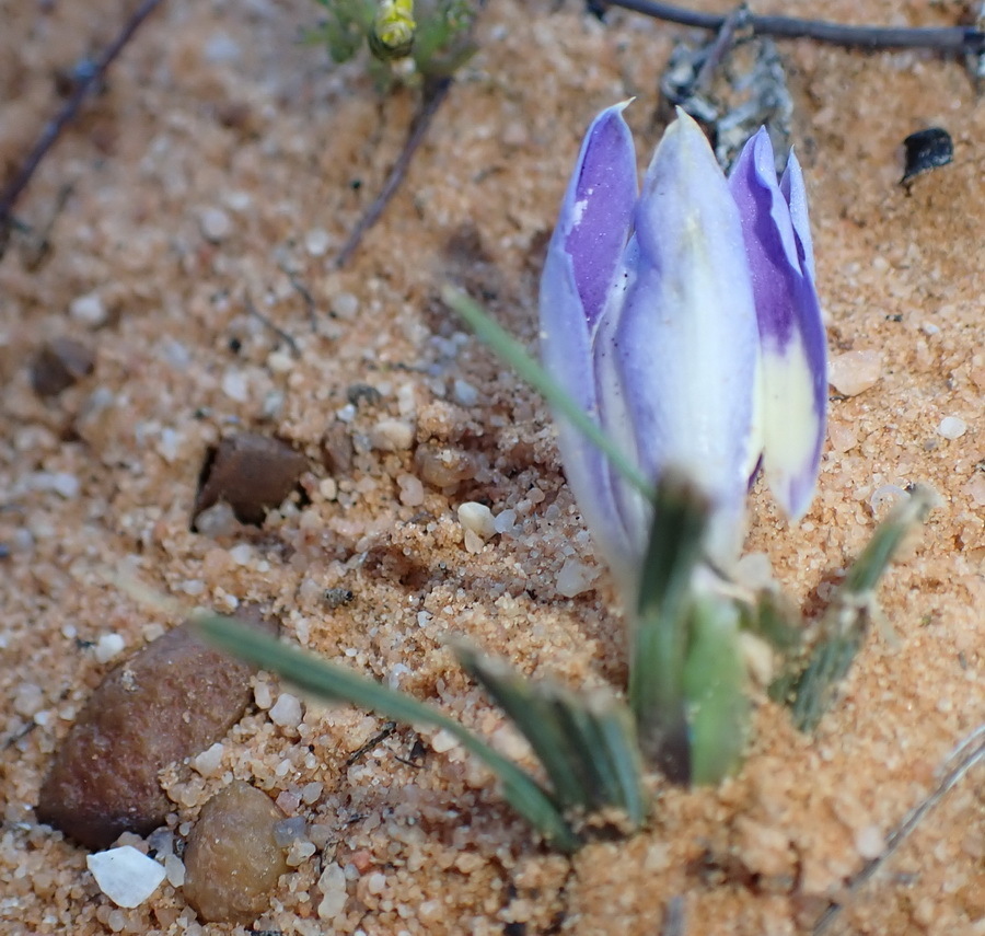 Babiana sambucina, Anysberg Nature Reserve, Central Karoo District Municipality, South Africa